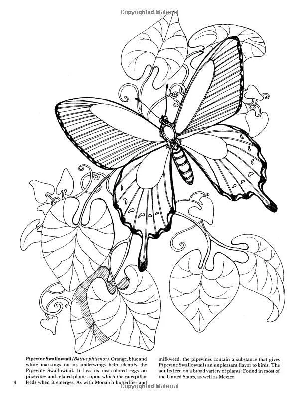 Butterflies Coloring Book